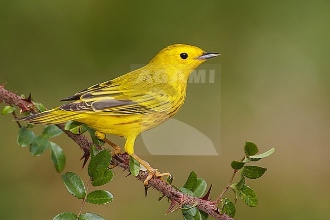 Adult male
Galveston Co., TX
April 2012 stock-image by Agami/Brian E Small,