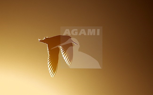 Jack Snipe (Lymnocryptes minimus)  in flight showing upper wing against the light at sunrise at Roskilde, Denmark stock-image by Agami/Helge Sorensen,