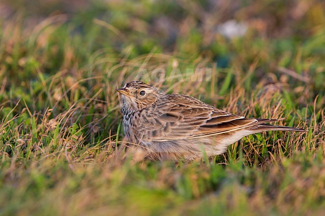 Veldleeuwerik; Eurasian Skylark stock-image by Agami/Daniele Occhiato,