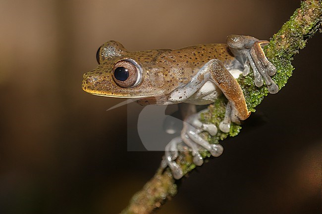Dendropsophus manonegra (frog) at Reserva Natural La Isla Escondida, Orito, Putumayo, Colombia.  A species endemic to the foothills of the eastern slope of the east Andes in Colombia. stock-image by Agami/Tom Friedel,