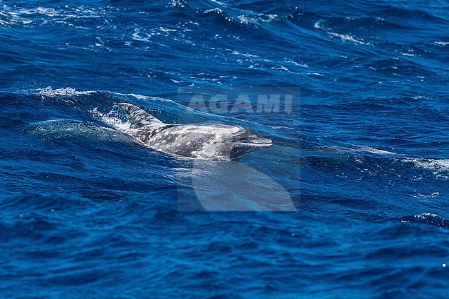 Old bleached adult Rough-toothed Dolphin (Steno bredanensis) swimming 3km off Ponta da Dobradeira, south Sao Nicolau, Cape Verde. stock-image by Agami/Vincent Legrand,