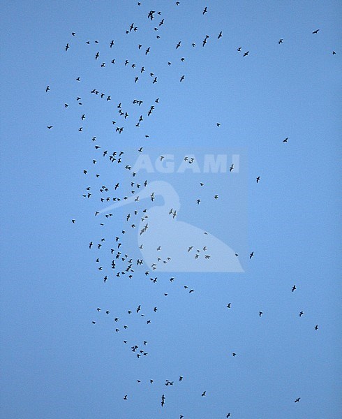 Huge flock of bats flying out at night from the Gomantong Caves, an intricate cave system inside Gomantong Hill in Sandakan Division, Sabah, Malaysia. stock-image by Agami/James Eaton,