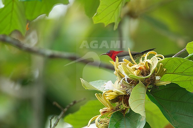 Male Crimson Sunbird (Aethopyga siparaja) perched at Kaeng Krachan National Park, Thailand stock-image by Agami/Helge Sorensen,