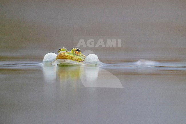 Italian Pool Frog (Pelophylax bergeri), adult male inflating its sacs in the water, Campania, Italy stock-image by Agami/Saverio Gatto,