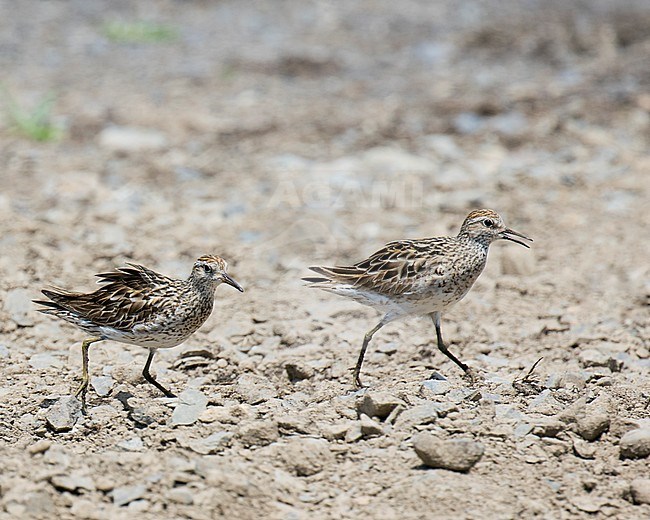 Two Sharp-tailed Sandpipers (Calidris acuminata) running on a beach in New Britain. stock-image by Agami/Dani Lopez-Velasco,