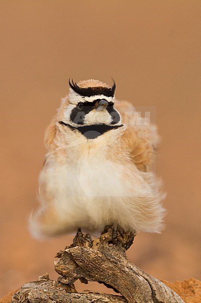 Temminck's Horned Lark - Saharaohrenlerche - Eremophila bilopha, Morocco stock-image by Agami/Ralph Martin,