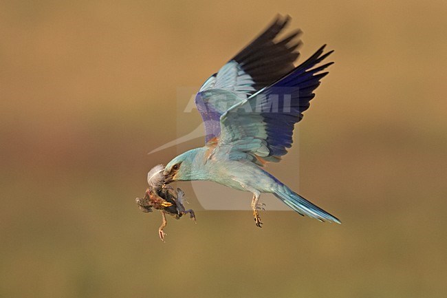 Scharrelaar vliegend met prooi; European Roller flying with prey stock-image by Agami/Jari Peltomäki,
