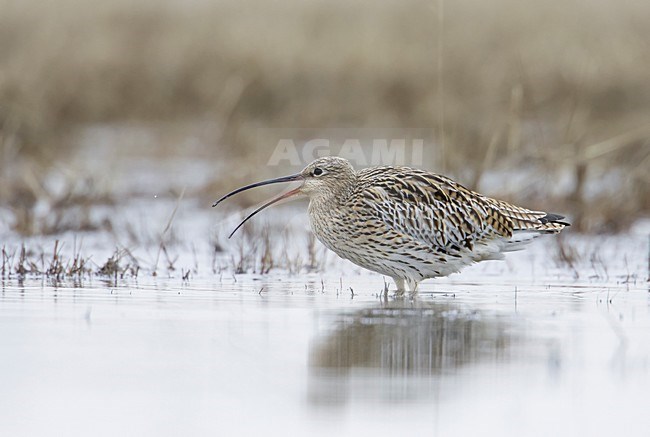 Roepende Wulp; Calling Eurasian Curlew stock-image by Agami/Markus Varesvuo,