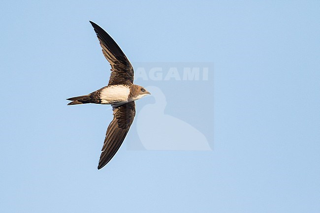 Alpine Swift - Alpensegler - Tachymarptis melba ssp. melba, Germany, adult stock-image by Agami/Ralph Martin,