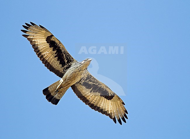 African Hawk-Eagle (Aquila spilogaster) soaring overhead in the Gambia. stock-image by Agami/Harvey van Diek,