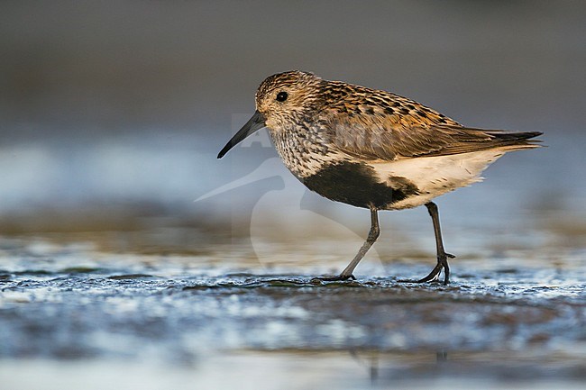 Adult Dunlin (Calidris alpina), Germany, standing on a mud flat in summer plumage. stock-image by Agami/Ralph Martin,