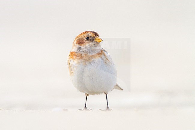 Snow Bunting, Plectrophenax nivalis, in winter plumage sitting on basalt rocks part of small flock wintering at North Sea coast. Female of nominate subspecies nivalis standing on the sand at eye-level. stock-image by Agami/Menno van Duijn,