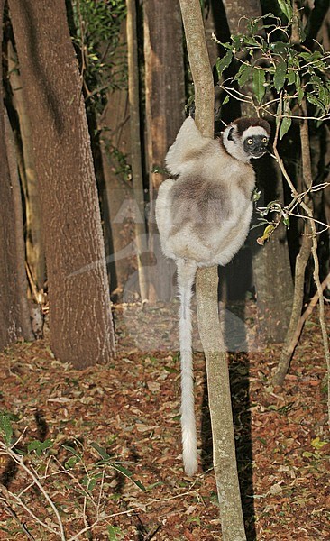 Verreaux's Sifaka, Propithecus verreauxi) also known a sthe White Sifaka, in Madagascar. stock-image by Agami/Pete Morris,