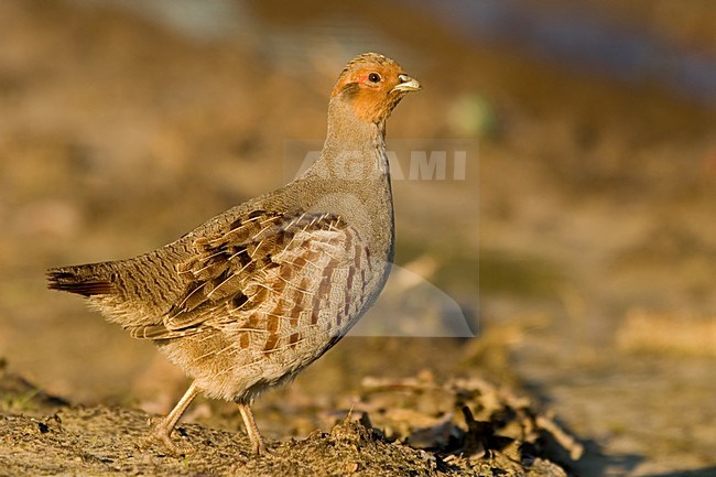 Patrijs lopend; Grey Partridge walking stock-image by Agami/Han Bouwmeester,