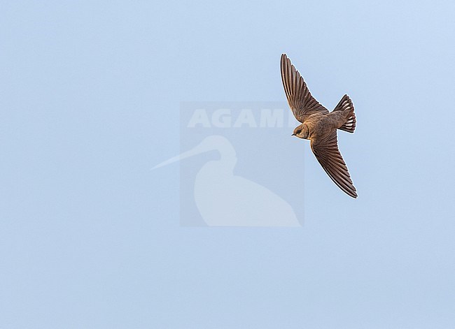 Pale Crag Martin (Ptyonoprogne obsoleta) in flight during spring in Israel. stock-image by Agami/Marc Guyt,