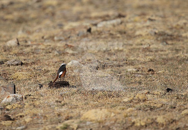 First winter make Güldenstädt's redstart (Phoenicurus erythrogastrus) in Mongolia. Also known as white-winged redstart. stock-image by Agami/Magnus Hellström,