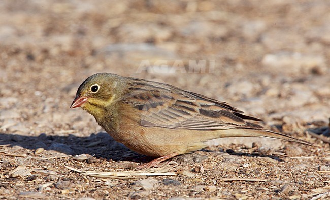 Foeragerend mannetje Ortolaan; Foraging male Ortolan Bunting stock-image by Agami/Markus Varesvuo,