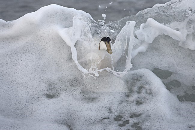 Common Eider adult male swimming; Eider volwassen man zwemmend stock-image by Agami/Jari Peltomäki,