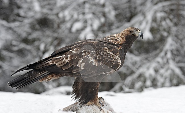 Steenarend zittend in de sneeuw op prooi; Golden Eagle perched in the snow on prey stock-image by Agami/Jari Peltomäki,