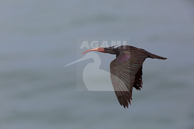 Adult Northern Bald Ibis (Geronticus eremita) flying close to breeding colony in Tamri in Morocco. stock-image by Agami/Edwin Winkel,