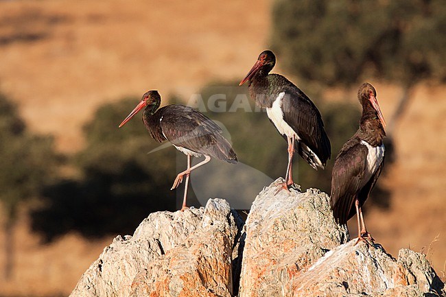 Black Stork, Zwarte Ooievaar, Ciconia nigra stock-image by Agami/Oscar Díez,