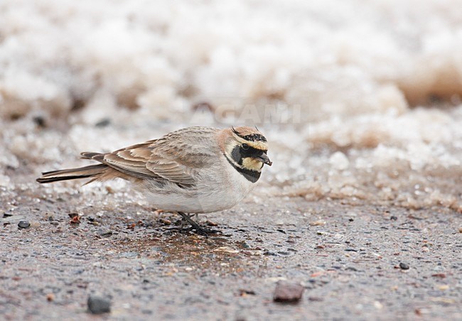 Atlasstrandleeuwerik foeragerend in de sneeuw; Atlas Horned Lark foraging in the snow stock-image by Agami/Markus Varesvuo,