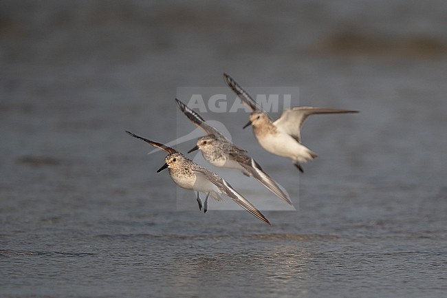 Group of adult Sanderling (Calidris alba) landing at the beach at Blåvandshuk, Denmark stock-image by Agami/Helge Sorensen,