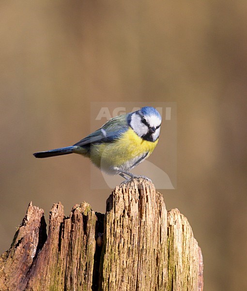 Pimpelmees, European Blue Tit stock-image by Agami/Roy de Haas,