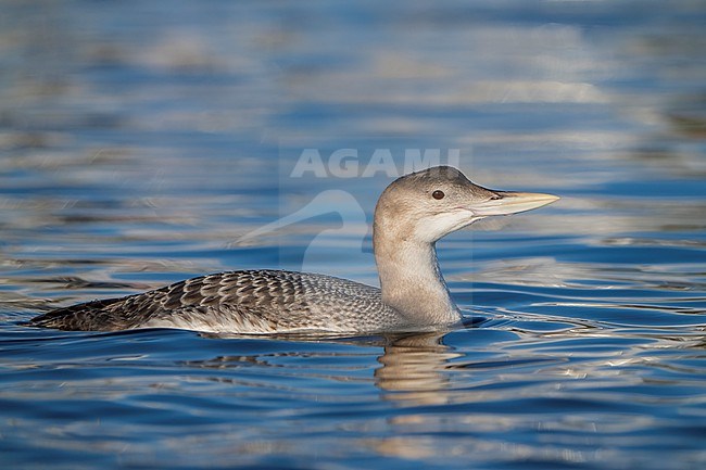 Juvenile
San Diego Co., CA
December 2022 stock-image by Agami/Brian E Small,