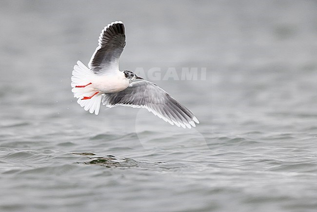 flying Little gull stock-image by Agami/Chris van Rijswijk,