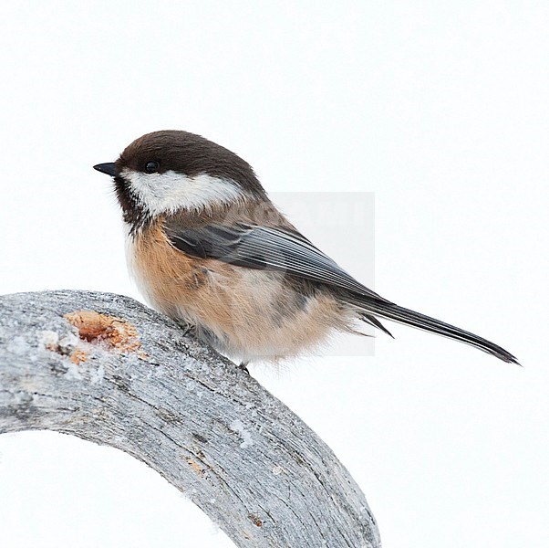 Adult Siberian Tit (Poecile cinctus) wintering in a taiga forest of northern Finland. Perched on a small branch, seen from the side. stock-image by Agami/Marc Guyt,