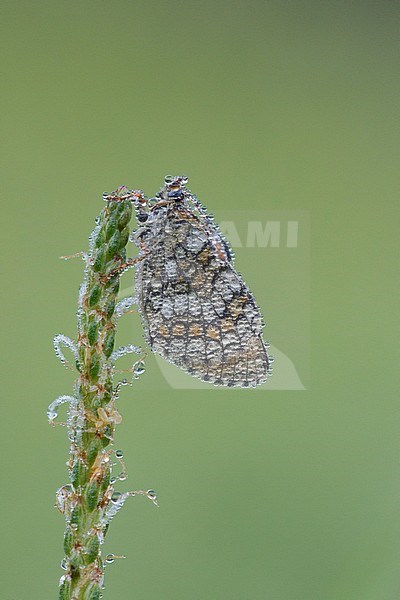 Heath Fritillary (Melitaea athalia) resting on top of small flower in Mercantour in France, against a natural green colored background. stock-image by Agami/Iolente Navarro,