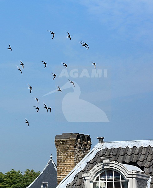 Groep vliegende, fouragerende Gierzwaluwen. Flying flock Common Swift stock-image by Agami/Jacques van der Neut,