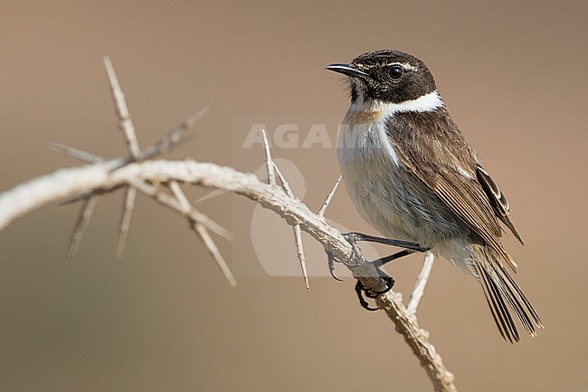 Canary Islands Chat; Saxicola dacotiae stock-image by Agami/Daniele Occhiato,