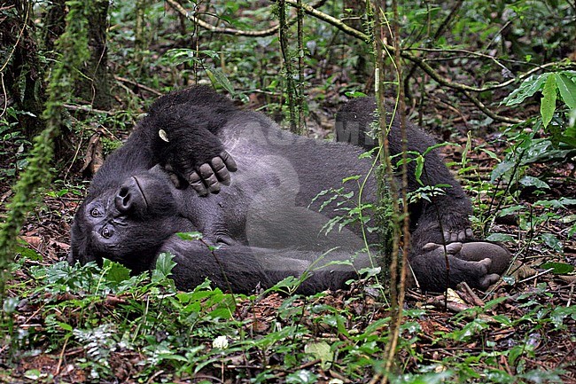 Mountain gorilla in Uganda stock-image by Agami/Pete Morris,