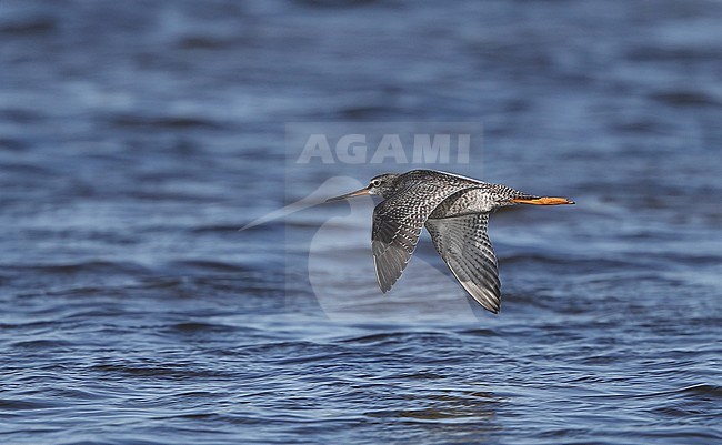 Spotted Redshank (Tringa erythropus) juvenile in flight at Falsterbo, Sweden. stock-image by Agami/Helge Sorensen,