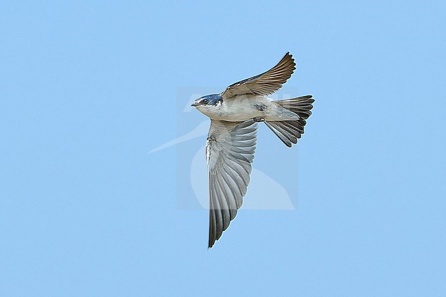 White-rumped Swallow (Tachycineta leucorrhoa) flying against a blue sky as a background, Bolivia stock-image by Agami/Tomas Grim,