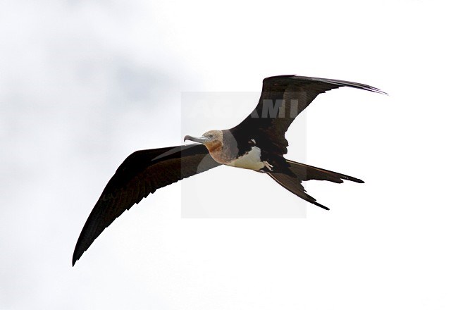 Vliegende Grote fregatvogel, Great Frigatebird in flight stock-image by Agami/Pete Morris,