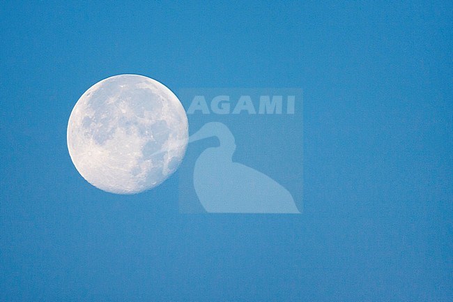 Moon in clear bly sky at daylight stock-image by Agami/Marc Guyt,