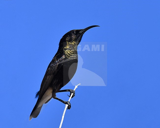 Male Dusky Sunbird, Cinnyris fuscus, in Namibia. stock-image by Agami/Laurens Steijn,