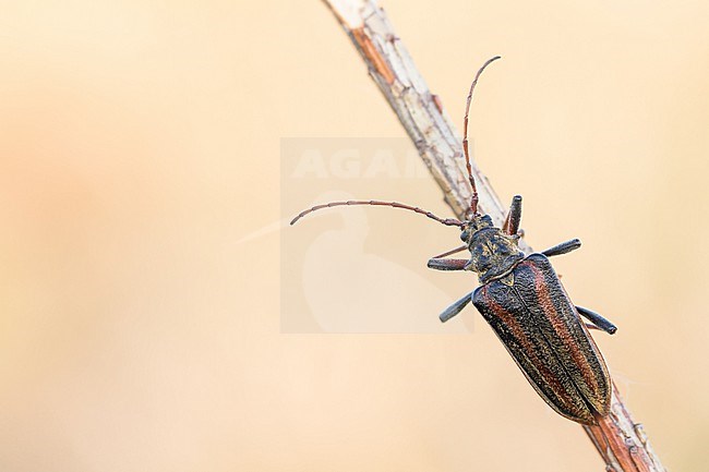 Oxymirus cursor - Schulterbock, Germany (Baden-Württemberg), imago stock-image by Agami/Ralph Martin,