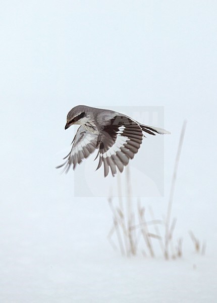 Klapekster zoekend naar prooi; Great Grey Shrike looking for prey stock-image by Agami/Jari Peltomäki,