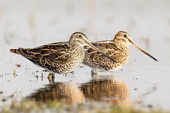 Watersnip, Common Snipe stock-image by Agami/Rob Riemer,