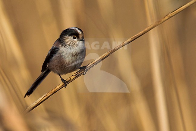 Italiaanse Staartmees, Italian Long-tailed Tit; stock-image by Agami/Daniele Occhiato,