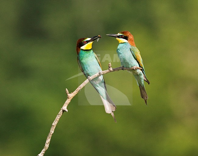 Paartje Bijeneters; Pair of European Bee-eater stock-image by Agami/Marc Guyt,