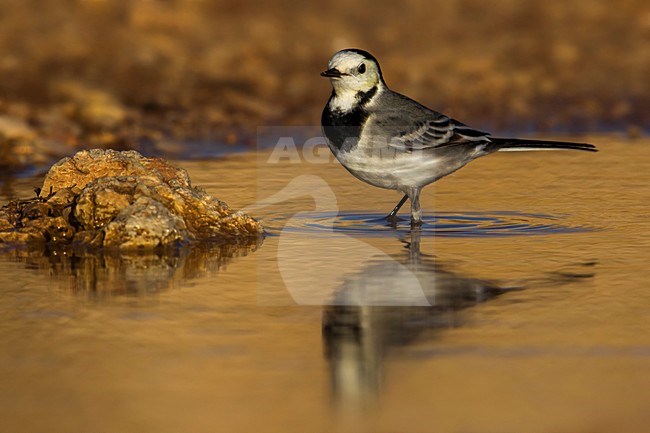 Witte Kwikstaart; White Wagtail; Motacilla alba stock-image by Agami/Daniele Occhiato,