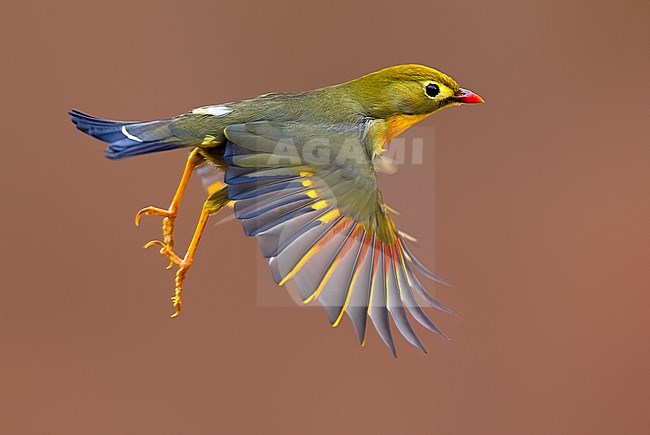 Introduced Red-billed Leiothrix (Leiothrix lutea) in Italy. stock-image by Agami/Daniele Occhiato,