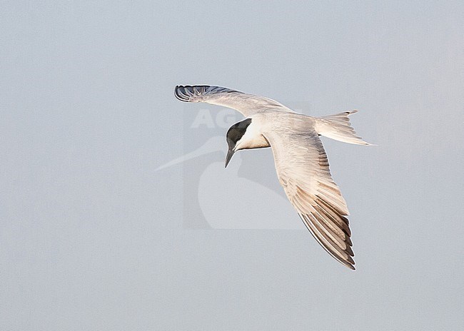 Second-summer Gull-billed Tern (Gelochelidon nilotica) in flight over Greek island Lesvos during spring migration. stock-image by Agami/Marc Guyt,
