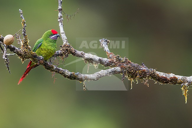 Plum-faced Lorikeet (Oreopsittacus arfaki) Perched on a branch in Papua New Guinea stock-image by Agami/Dubi Shapiro,