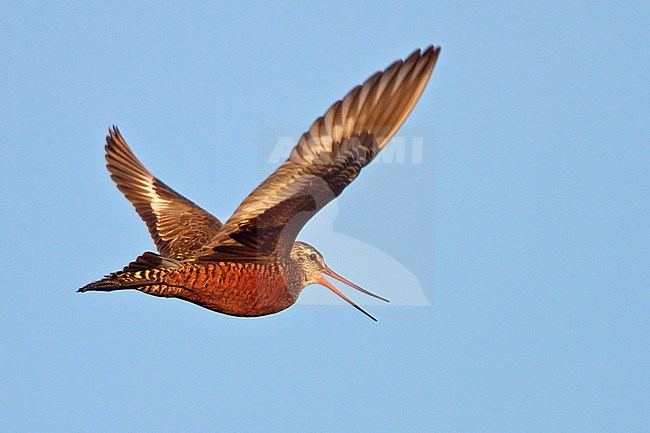 Rode Grutto, Hudsonian Godwit stock-image by Agami/Glenn Bartley,